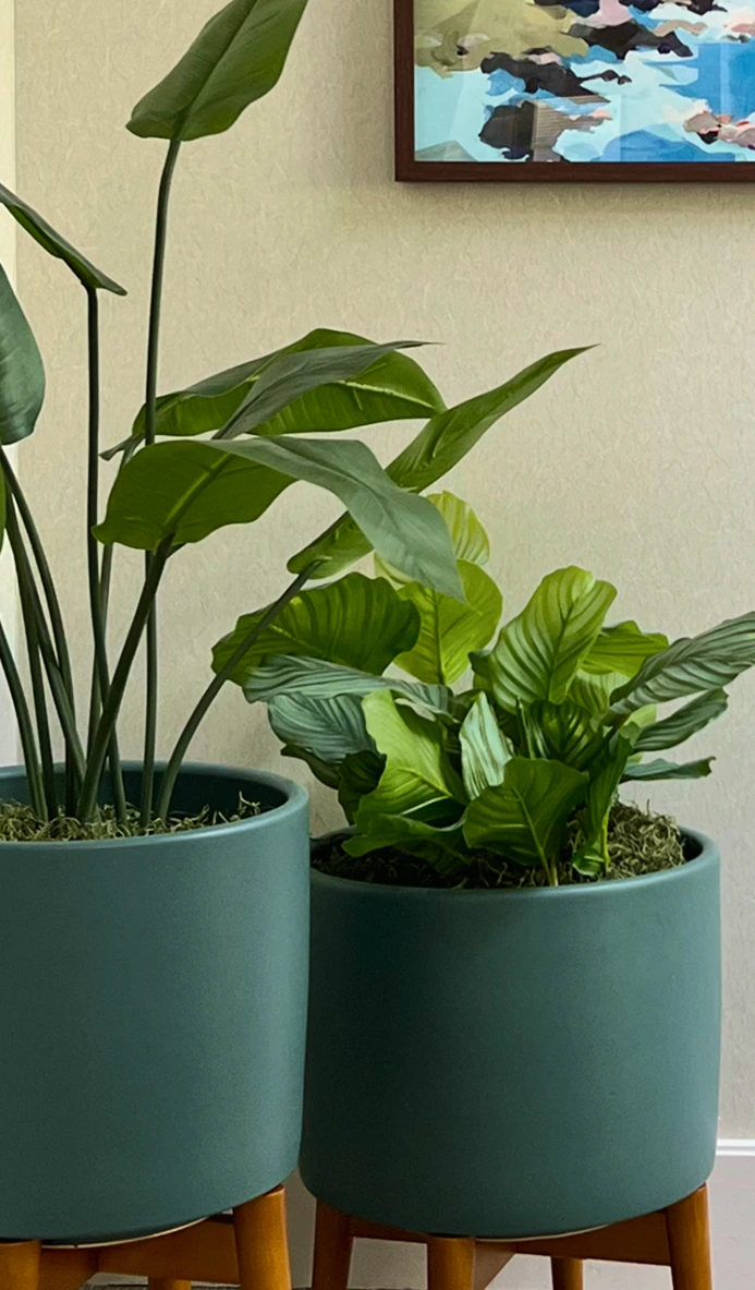 office decorative plants