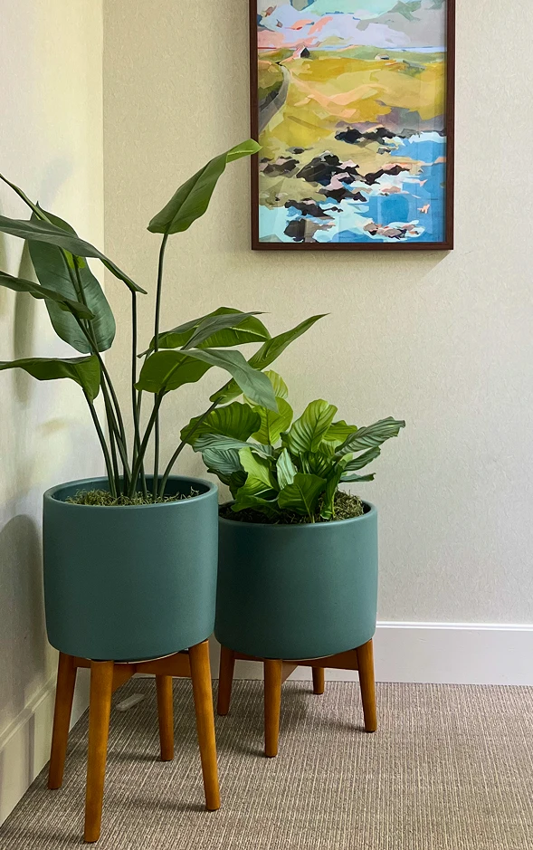 office decorative plants