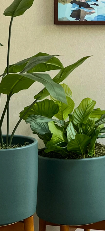 office decorative plants